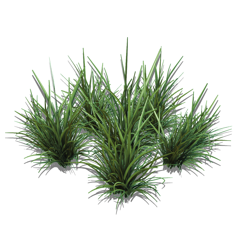 Preview of Tall Spikegrass